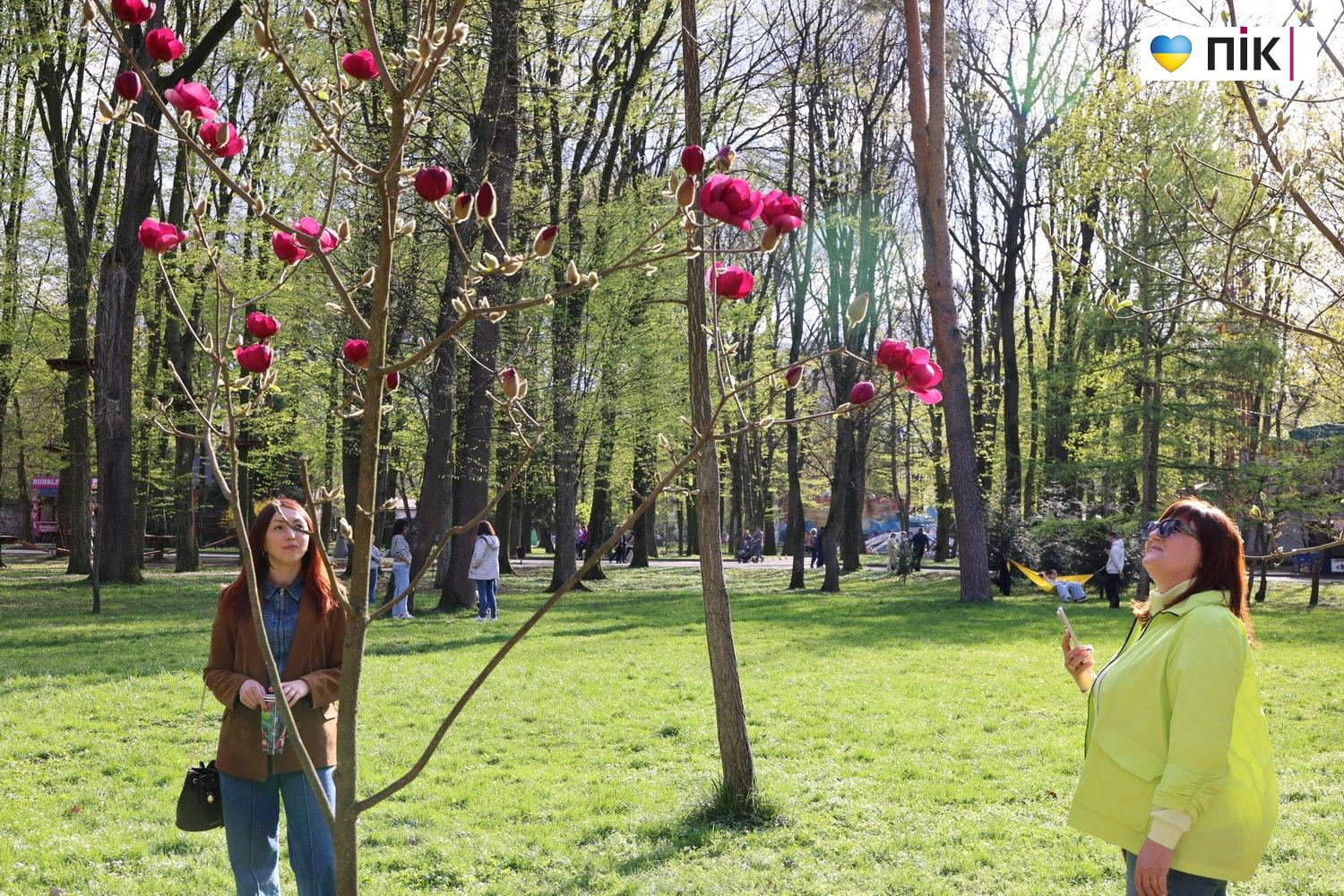 В Івано-Франківську розквітли дерева магнолії (ФОТО) 7 photo 5425098862780684041 w