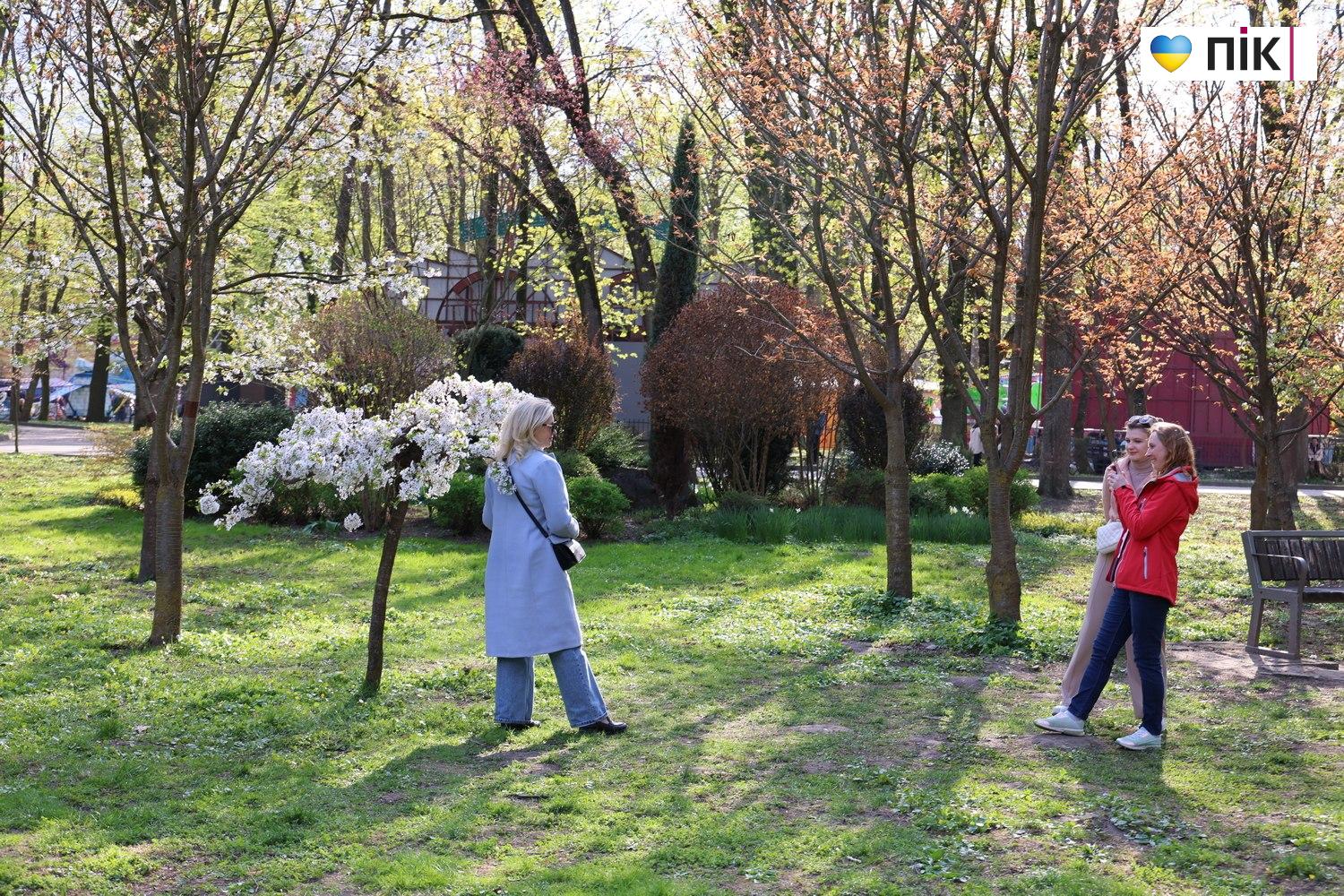 В Івано-Франківську розквітли дерева магнолії (ФОТО) 8 photo 5425098862780684042 w