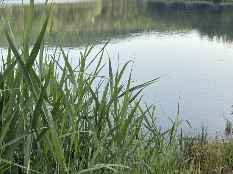 На Закарпатті під час риболовлі від ураження струмом загинула 15-річна дівчина 10 photo 5994731781019601862 y