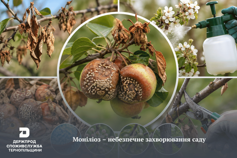 Плодова гниль атакує сади: що потрібно знати прикарпатцям 12 Плодова гниль атакує: що потрібно знати прикарпатцям