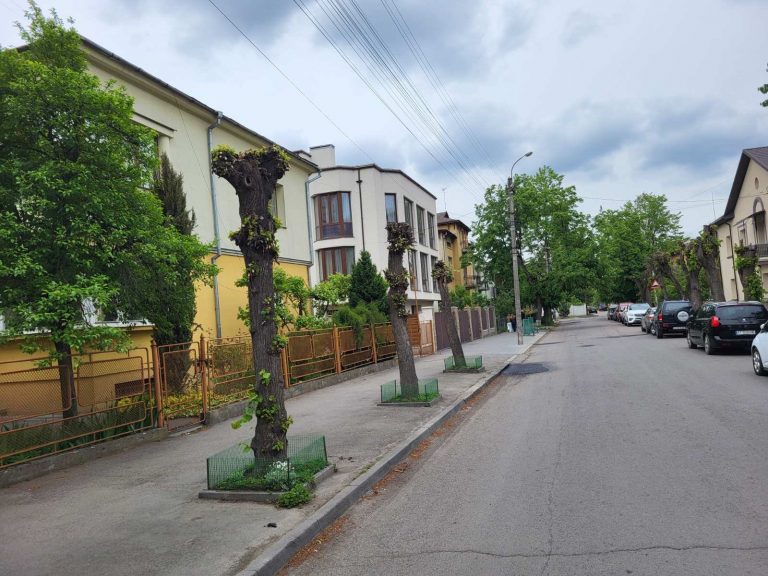 У Франківську на Гриневичів невідомі самовільно обрізали 11 дерев (ФОТО) 11 700581236 1571990718261651 1665188784311049042 n