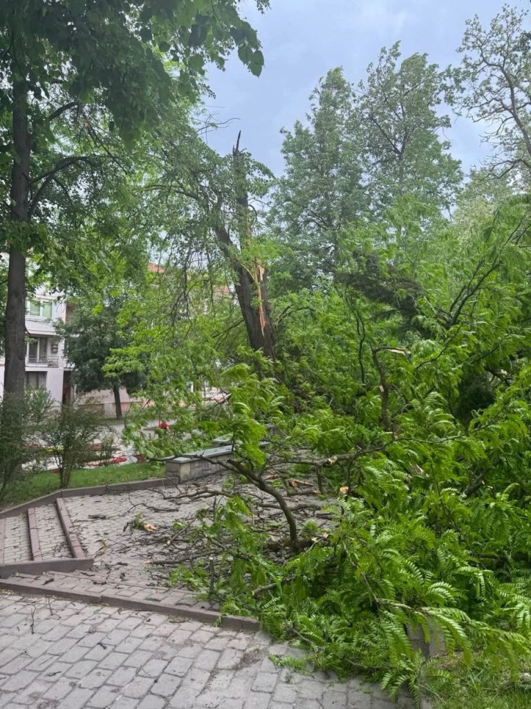 У Франківську мешканці скаржаться на аварійні дерева: після вітру обговорюють необхідність обрізки та видалення 7 photo 5240115725148560284 y