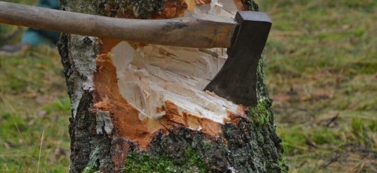 У Долинській громаді зафіксували масштабну незаконну вирубку дерев 10 yak rubaty derevo 870x400 1