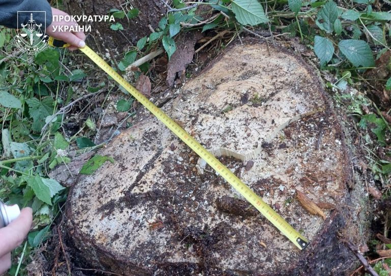 За незаконну вирубку лісу на Прикарпатті «Ліси України» мають сплатити понад 83 млн грн (ФОТО) 9 За незаконну вирубку лісу на Прикарпатті «Ліси України» мають сплатити понад 83 млн грн (ФОТО)