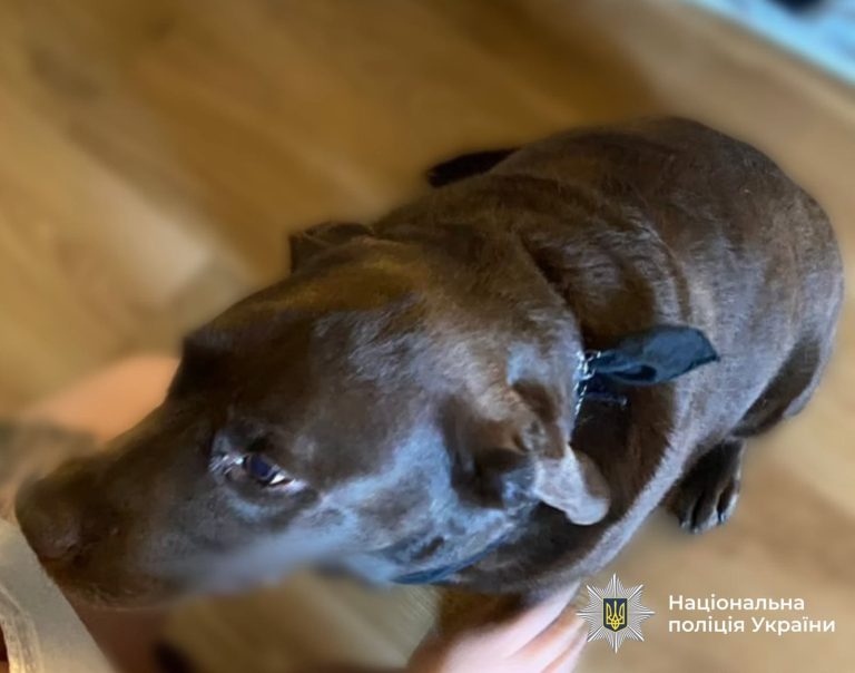 У Франківську 12-річний хлопець обмотав собаці морду скотчем: що з’ясувала поліція 4 729622297 1018314330842796 2017717985864730373 n