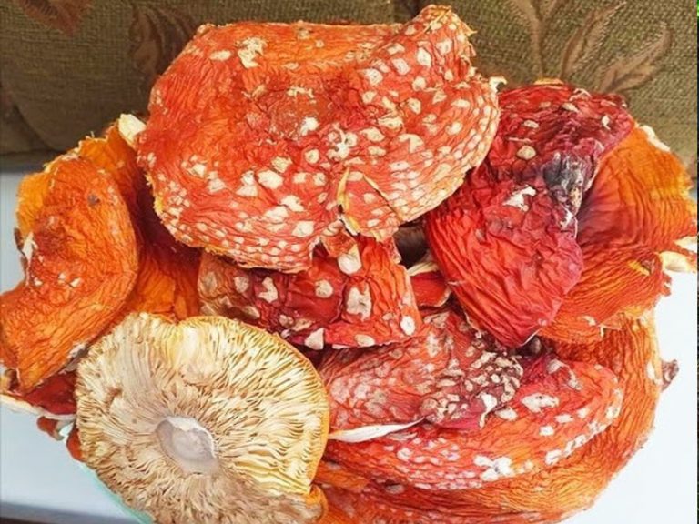 На Прикарпатті дитина з Рівненщини отруїлася грибами 4 amanita 1618316604