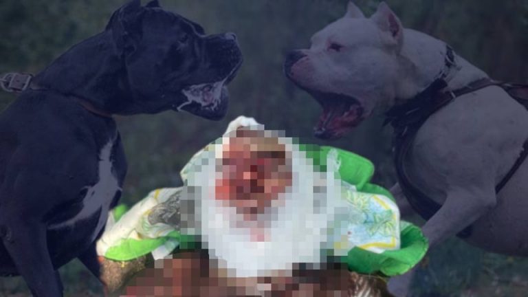 У Борисполі собаки насмерть загризли жінку: як це сталося 11 У Борисполі собаки насмерть загризли жінку: як це сталося