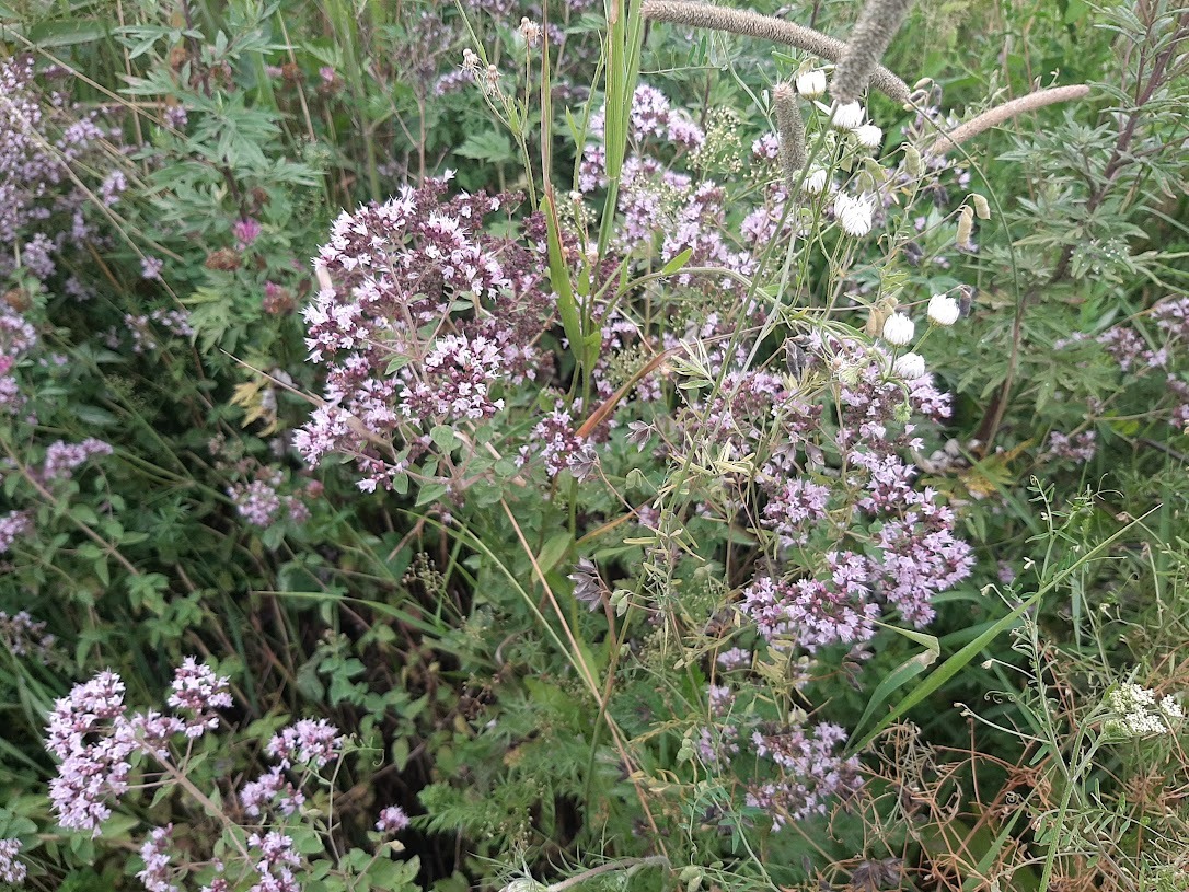 image 67