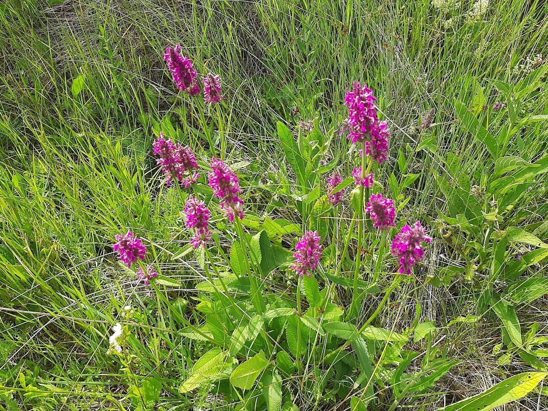 image 73