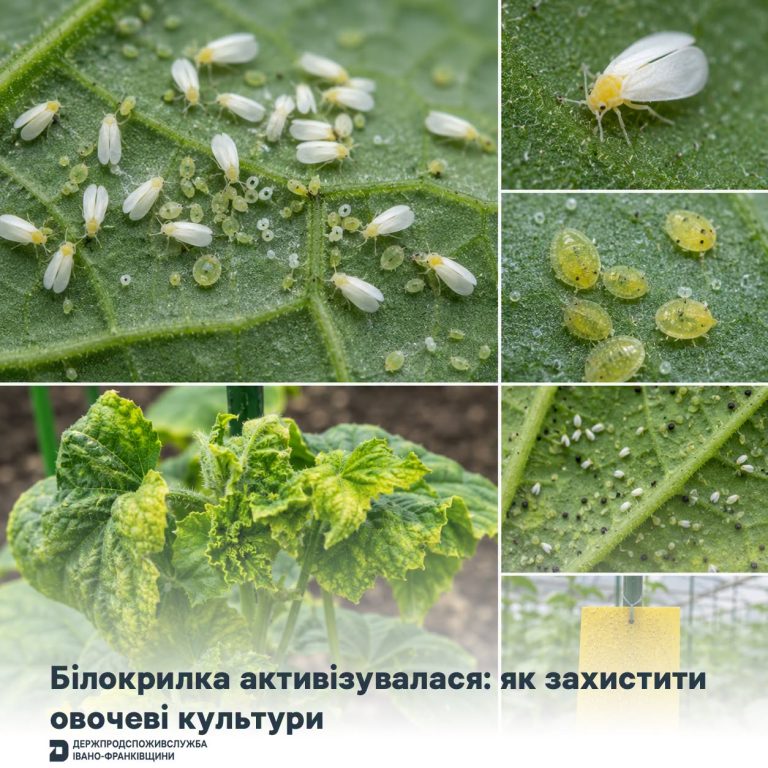Білокрилка атакує городи в липні: як розпізнати шкідника та врятувати овочі 11 749330382 1725969108651091 6019054357327192133 n