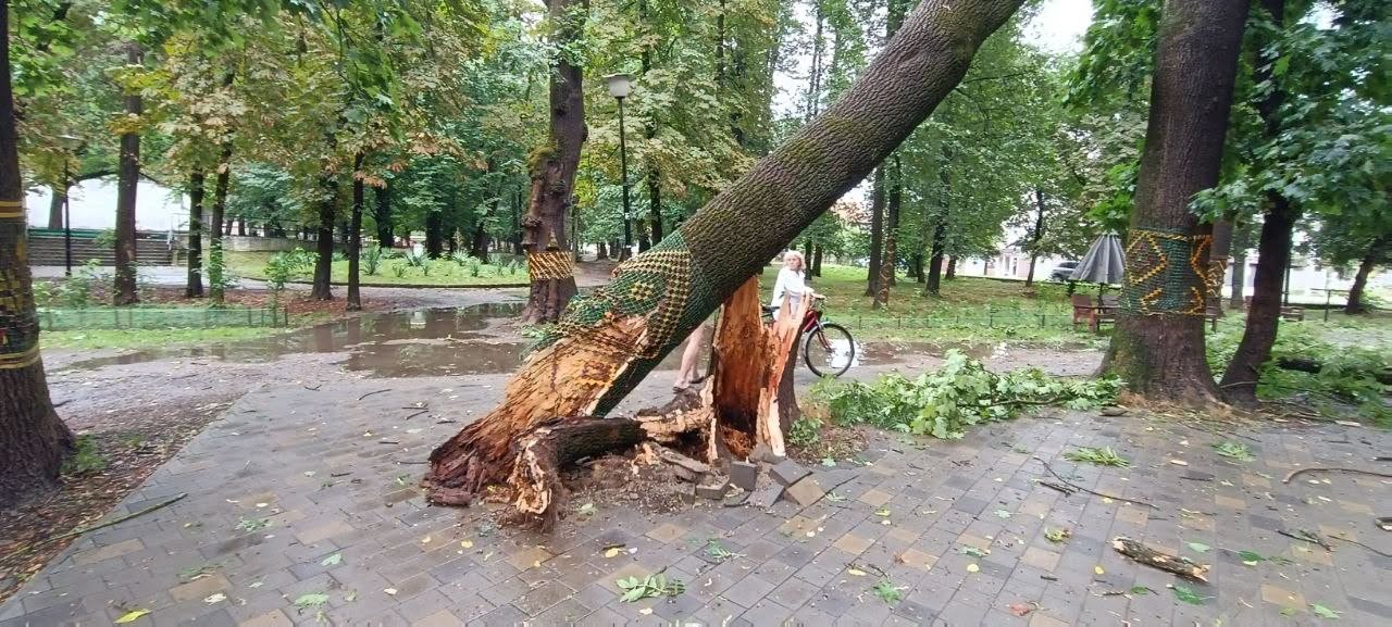 У Коломиї буревій повалив дерева та пошкодив знаменитий дуб Івана Франка (ФОТО) 2 749652438 1673098923770593 4832966519580497115 n