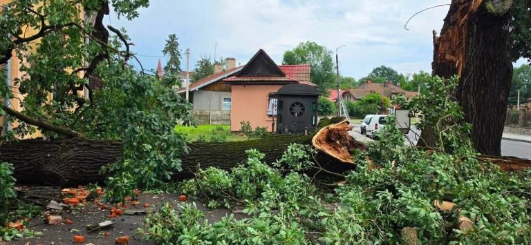 У Коломиї буревій повалив дерева та пошкодив знаменитий дуб Івана Франка (ФОТО) 11 751549724 1806764408119931 6598560584443179855 n
