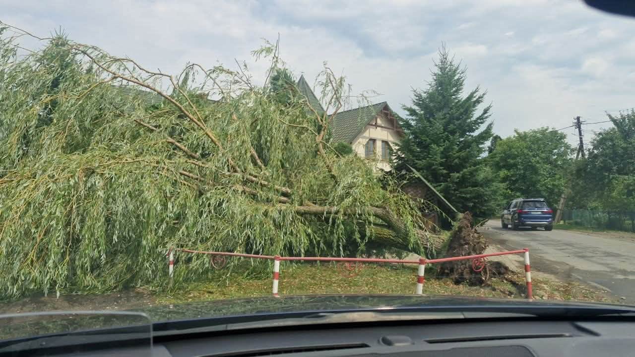 У Коломиї буревій повалив дерева та пошкодив знаменитий дуб Івана Франка (ФОТО) 6 751563519 1806764358119936 7495129252793569845 n