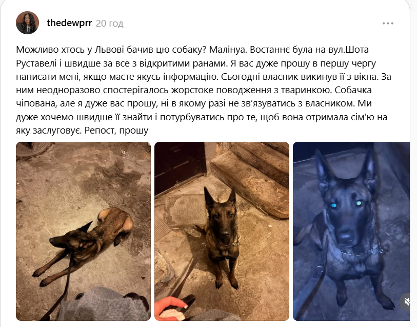 У Львові чоловік викинув з вікна квартири собаку породи малінуа: поліція розпочала перевірку 2 Znimok ekrana 2026 07 19 105234