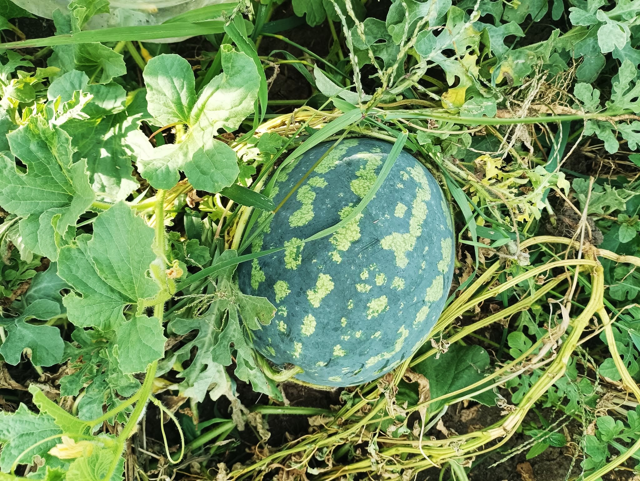 Кавуни на Прикарпатті: ціни, сорти та поради, як обрати найсолодший 6 image 63
