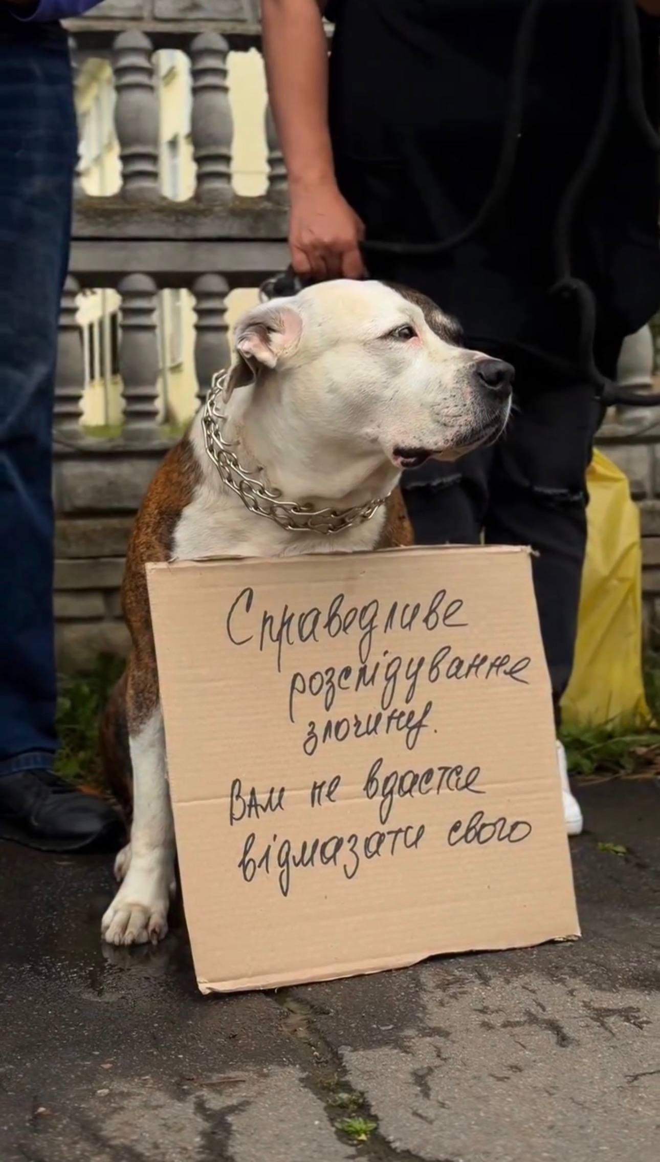 У Калуші люди зібралися біля поліції, вимагаючи розслідування інциденту із "знешкодження" собаки (ФОТО) 5 photo 2026 07 20 12 11 17