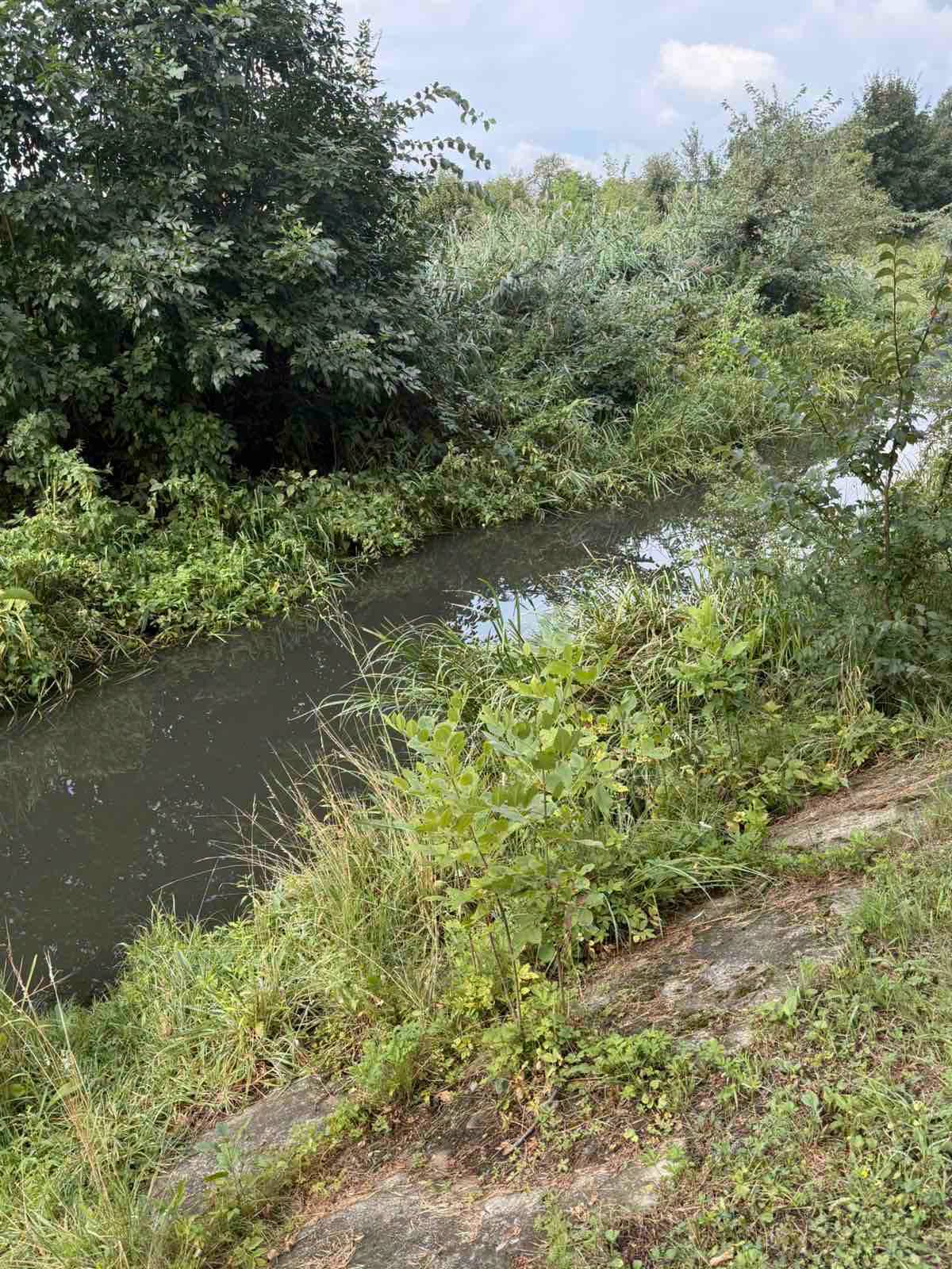 В міському парку Калуша загинули 24 качки та риба (ФОТО) 2 767455919 1082104860826938 5055860051779495027 n