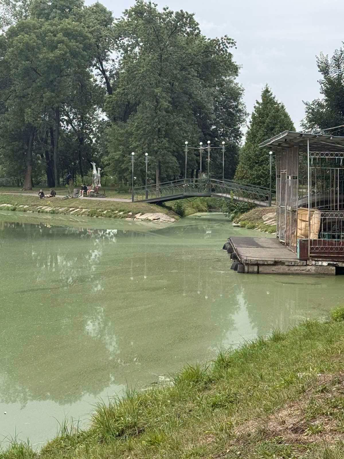 В міському парку Калуша загинули 24 качки та риба (ФОТО) 4 768016871 2994119354258646 6807676150290677994 n
