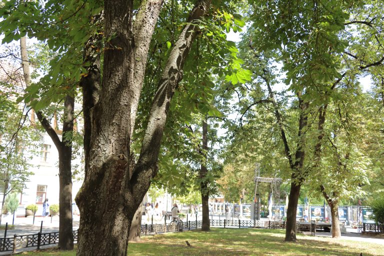 Хто в Івано-Франківську відповідає за дерева та куди вони діваються після зрізання? 12 IMG 6028